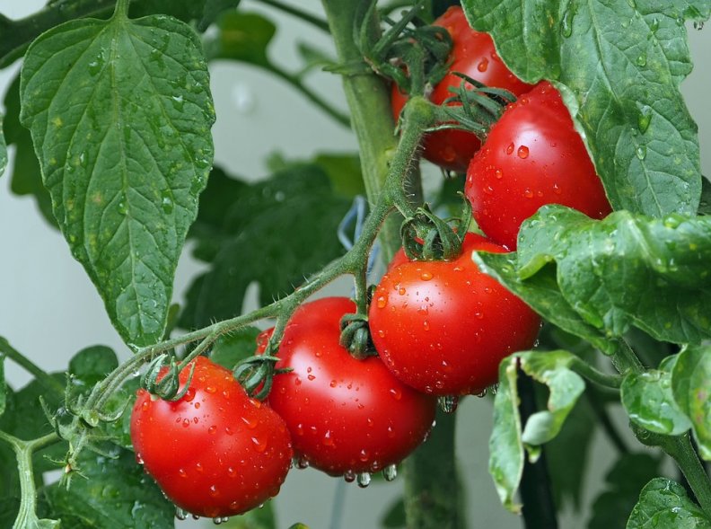 Análise setorial do subsetor do Tomate Fresco