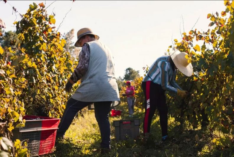 Ano Internacional da Mulher Agricultora é celebrado em 2026